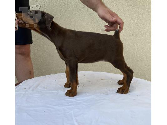 Doberman κουτάβια